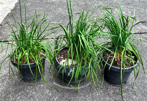 chives in bisaya|Chinese Chives (Kuchay) .